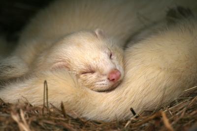 Ferret