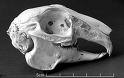 Bunnie skull
