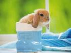 Bunnie cuppa soup