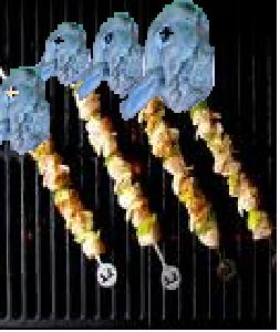 Kebabs
