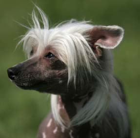 Hairless!!