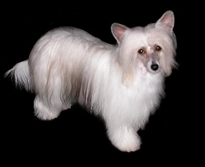 Chinese Crested Powderpuff 