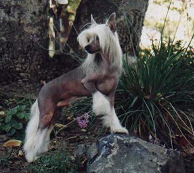 Chinese Crested Hairless 