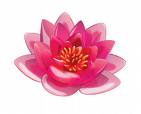 Lotus Blossom