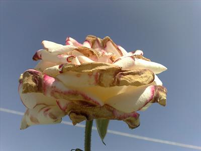 Solmuş Beyaz Gül