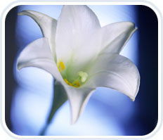 Orchid