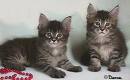 Kitten