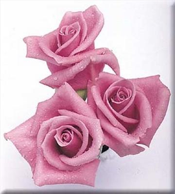 pembe gül