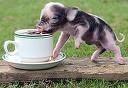 Coffee Piggy