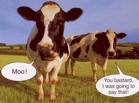 Cow that wants 2 be a piggy gift