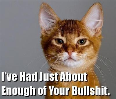 Cute Funny Cat