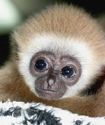 Cute Monkey 