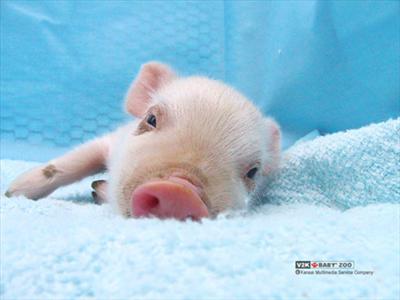 Cute Pig