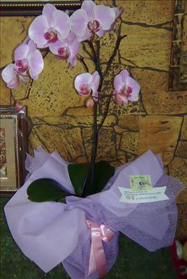 Feronopsis orkide