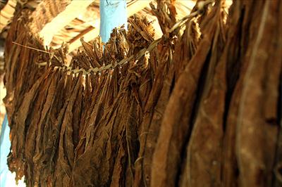 Cigar Leaf