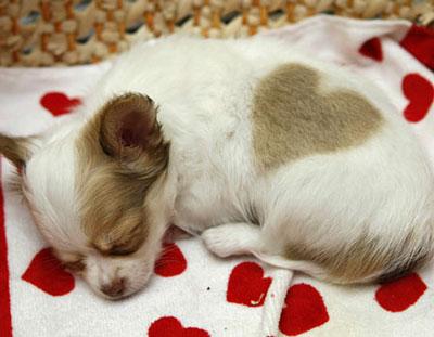 heart dog