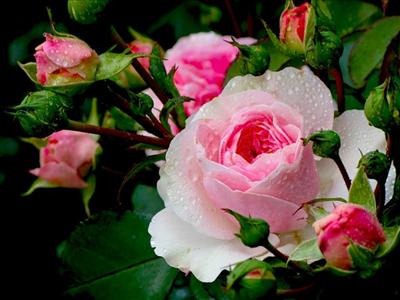 fiori