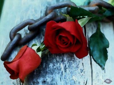 red rose