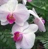 fiori