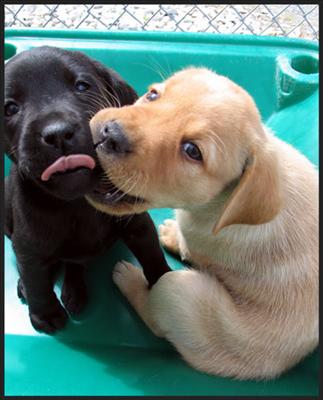 puppy love