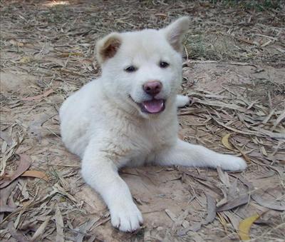 köpek
