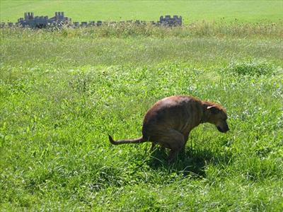 Doggy poo