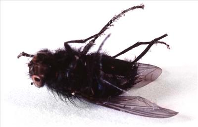 dead fly