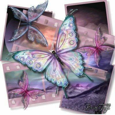 butterfly