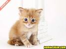 kedi