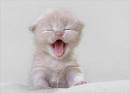 kedi