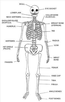 skeleton