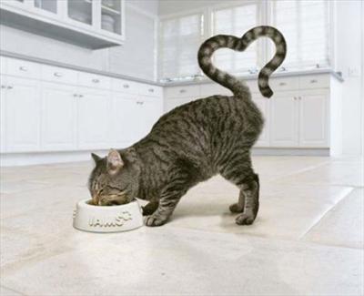 KEDİ