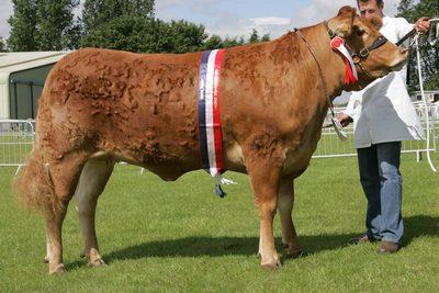 The Lincolnshire Show