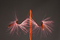 Seeds of Happiness
