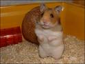 YAVRU BİR HAMSTER