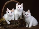 YAVRU BİR ANKARA KEDİSİ
