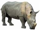 Rhino