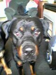 rolly