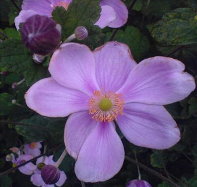 Fleur 4
