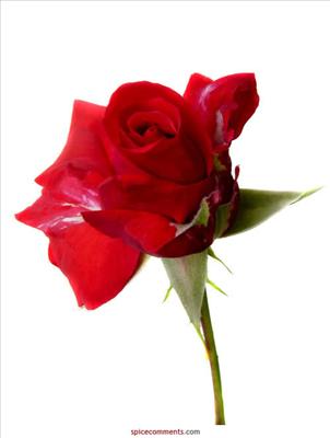 Fleur 3