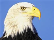 kartal