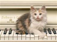 kedi