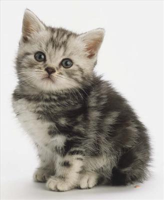 Kitten