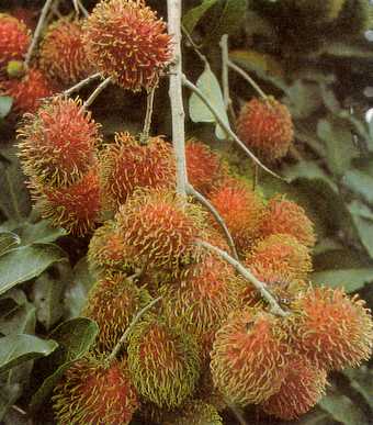 Rambutan