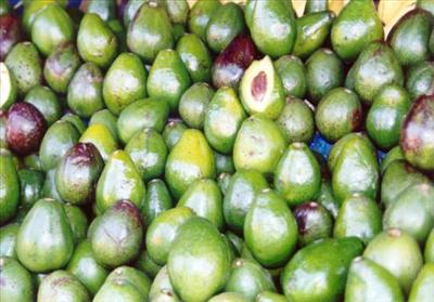 Avocado