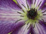 White Purple