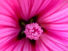 Pink Star