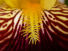 Yellow Explosion