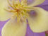 Mellow Yellow