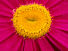 Pink & Yellow